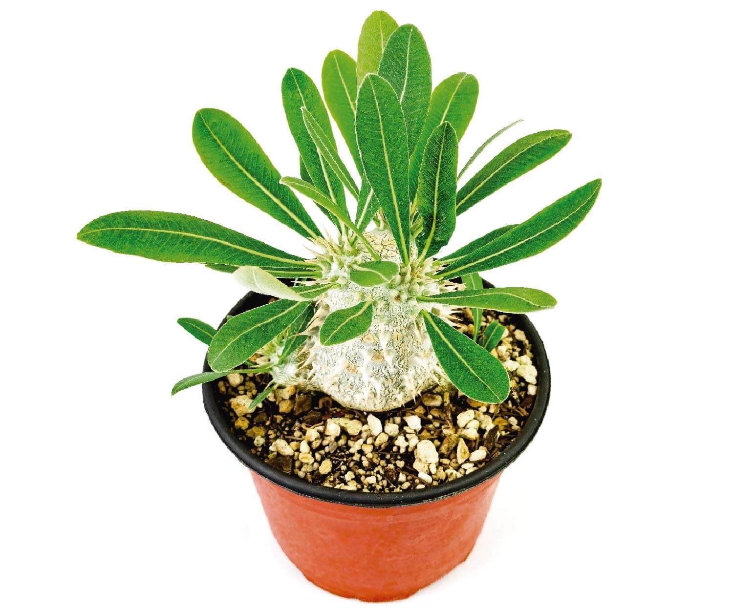 Pachypodium Horombense 6in Banner Home