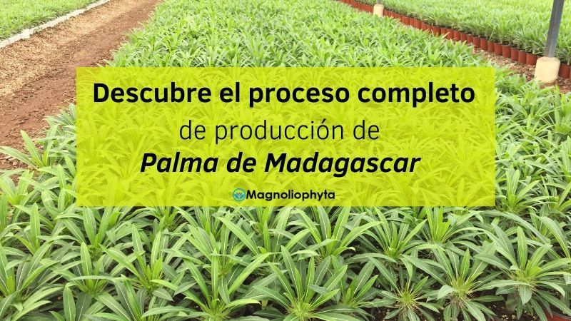 Descubre el proceso completo de producción de Palma de Madagascar