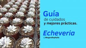 Guía de cuidados y mejores prácticas para Echeveria - Vivero Magnoliophyta