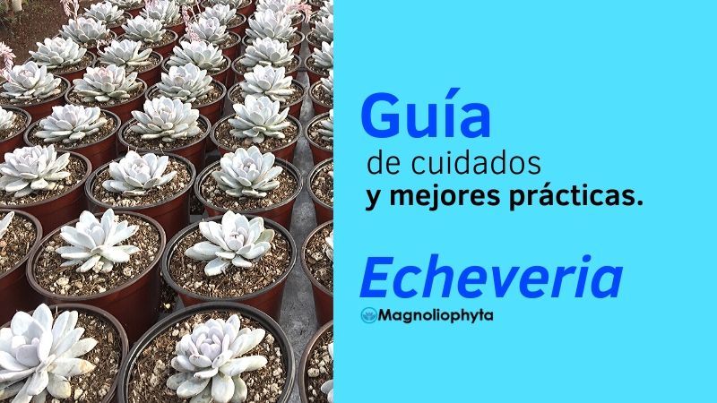 ¿Cómo cuidar una Echeveria? Guía de cudiados.