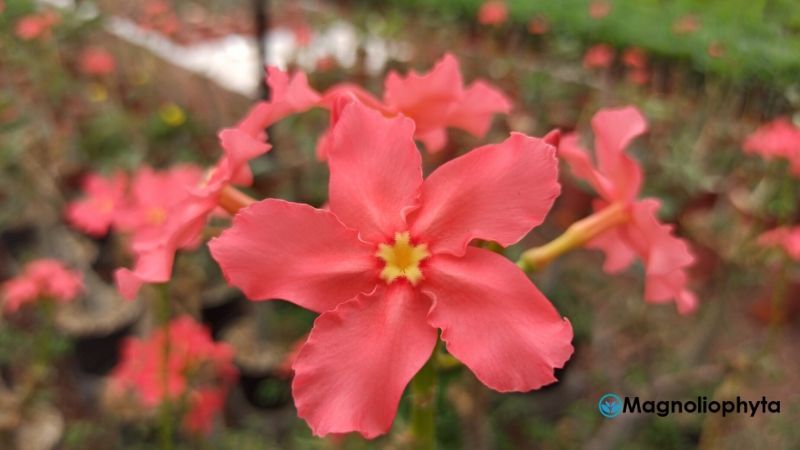 Flor de Pachypodium Baronii - Vivero Magnoliophyta