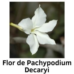 Flor de Pachypodium Decaryi