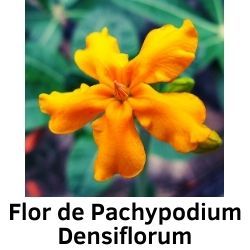 Flor de Pachypodium Densiflorum