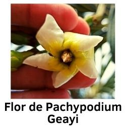 Flor de Pachypodium Geayi