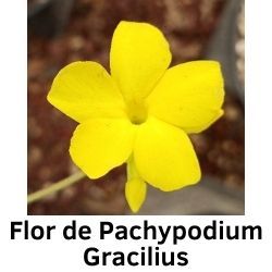 Flor de Pachypodium Gracilius