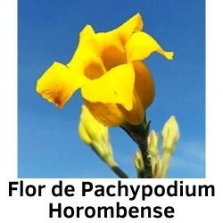 Flor de Pachypodium Horombense
