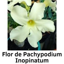 Flor de Pachypodium Inopinatum