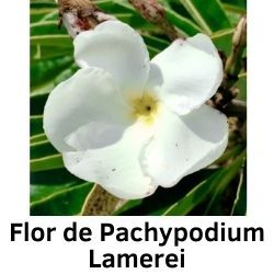 Flor de Pachypodium Lamerei