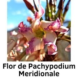 Flor de Pachypodium Meridionale
