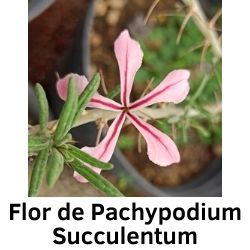 Flor de Pachypodium Succulentum