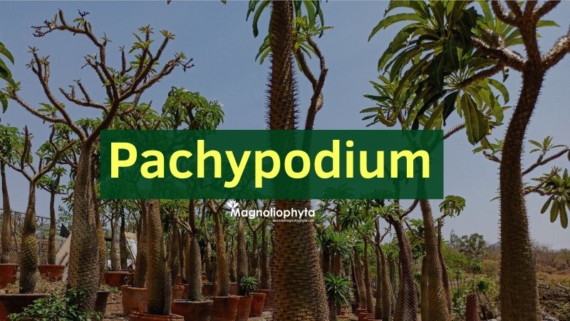 historia del Pachypodium