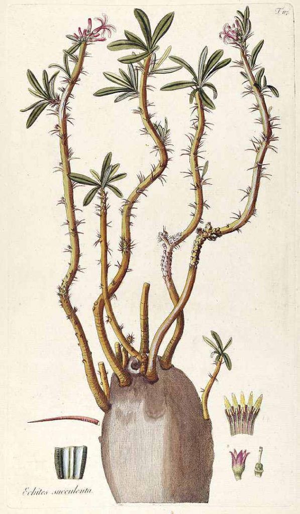 Pachypodium Succulentum - Jacquin 1809 - Historia del Pachypodium