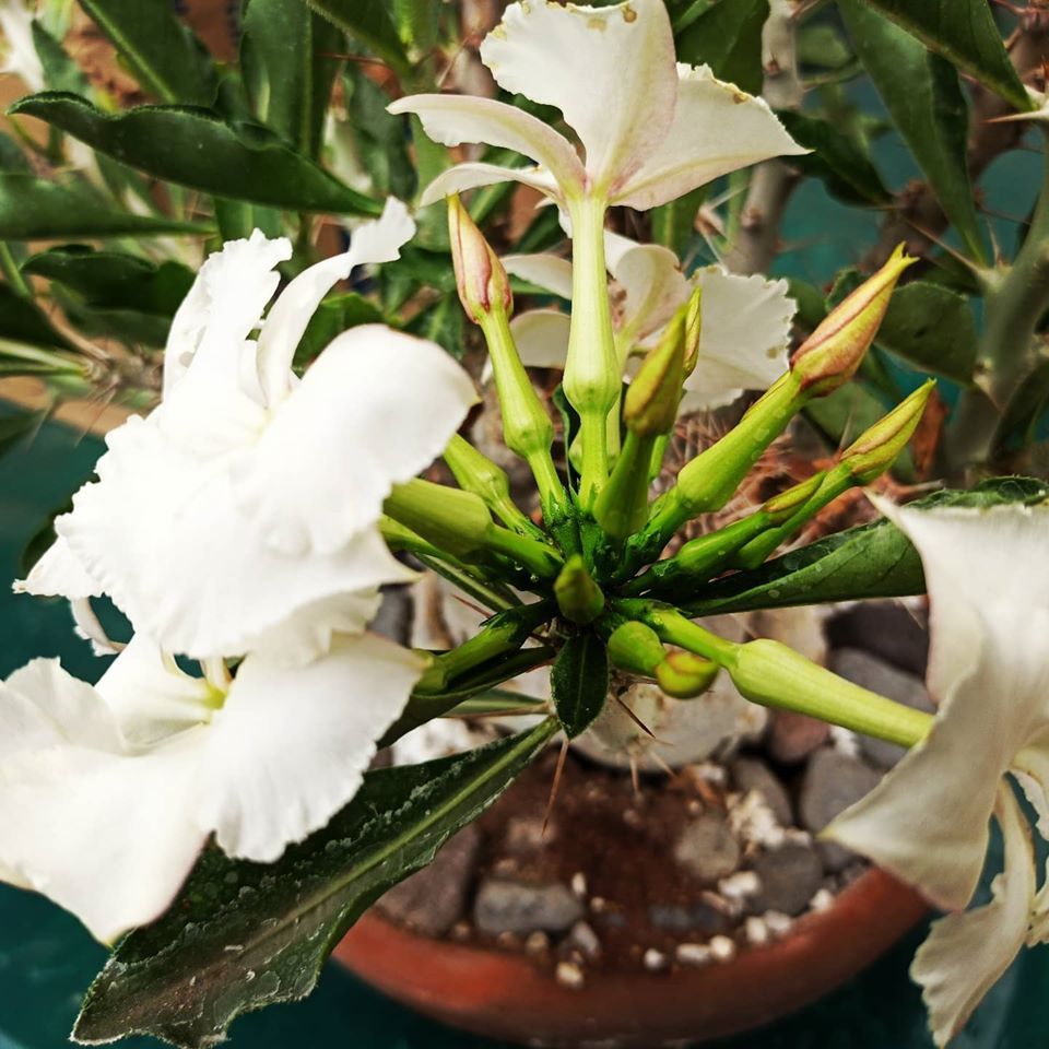 Ramo de flores naturales de un Pachypodium Lealii Saundersii - Vivero Magnoliophyta
