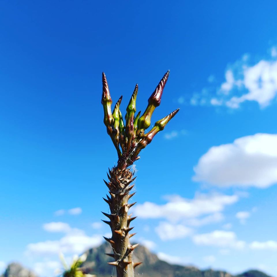 Pequeña Flor de Pachypodium Rutenbergianum - Vivero Magnoliophyta