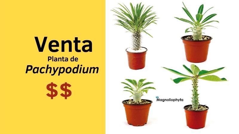 Venta de plantas de Pachypodium en México