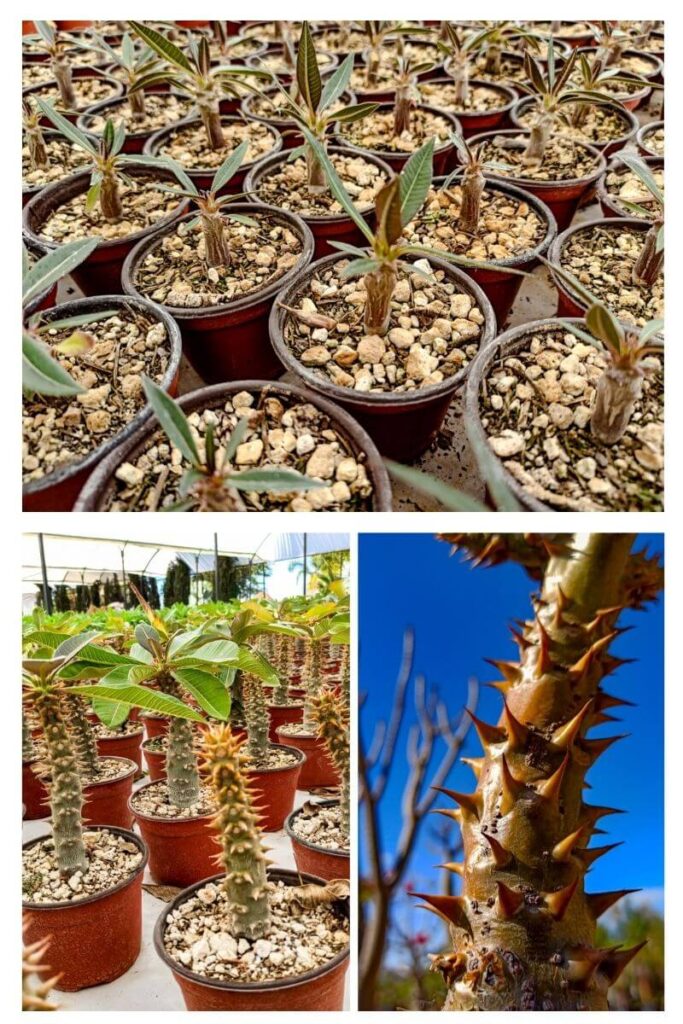 Cultivo de Pachypodium Baronii en Vivero Magnoliophyta