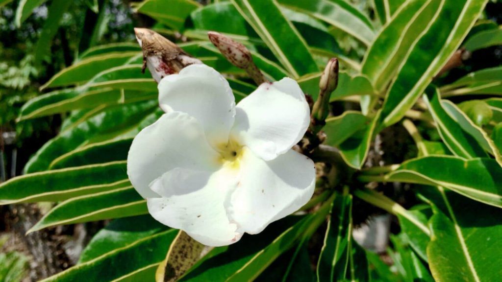 Flor de Pachypodium Lamerei - Vivero Magnoliophyta