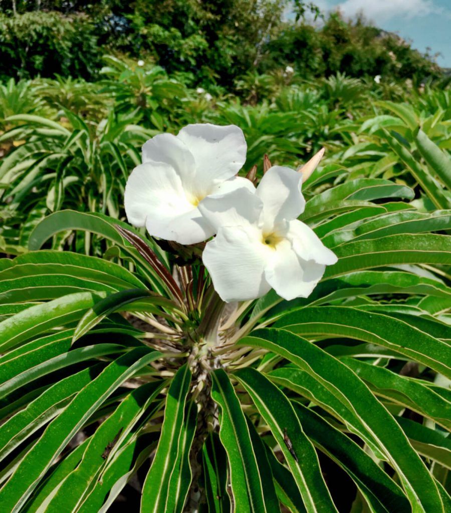 Flor de Pachypodium Lamerei Palma de Madagascar - Vivero Magnoliophyta