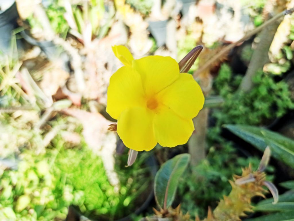 Flor de Pachypodium Rosulatum