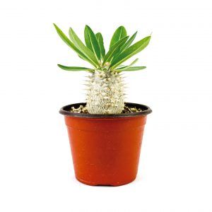 Pachypodium Horombense 4 pulgadas