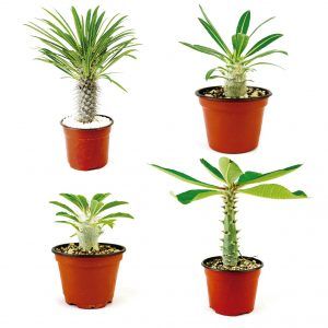 Paquete de Pachypodium Variedades - Vivero Magnoliophyta