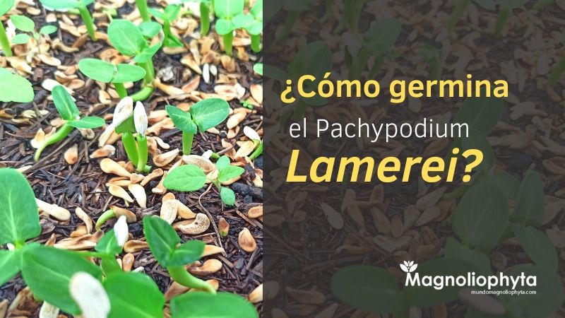 Cómo germina el Pachypodium Lamerei