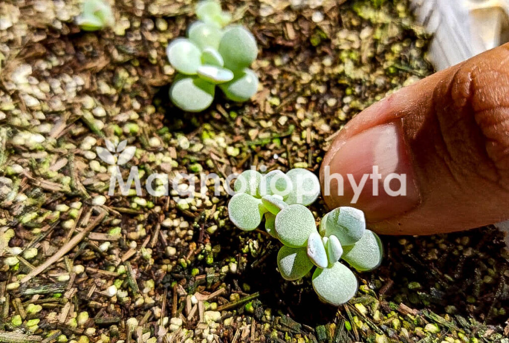 Ejemplo de germinación de semillas de Echeveria Laui - Magnoliophyta