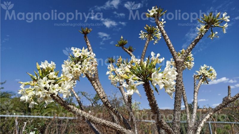 Flores de Pachypodium Rutenbergianum.