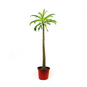 Comprar Pachypodium Rutenbergianum 6 Pulgadas