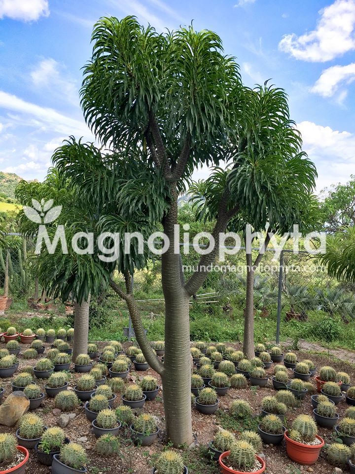 Árbol de Pachypodium Rutenbergianum Sofiense - Vivero Magnoliophyta.