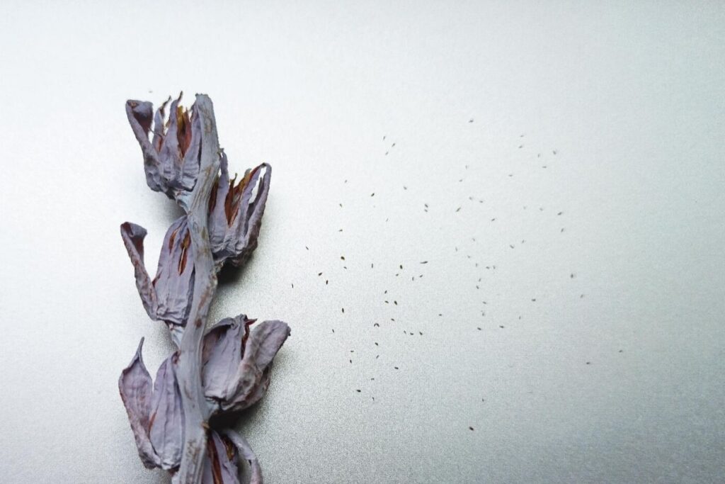 Semillas extraídas de la flor de la Echeveria Laui.