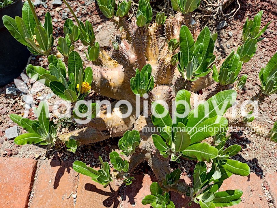 Crecimiento de un Pachypodium Horombense - Vivero Magnoliophyta
