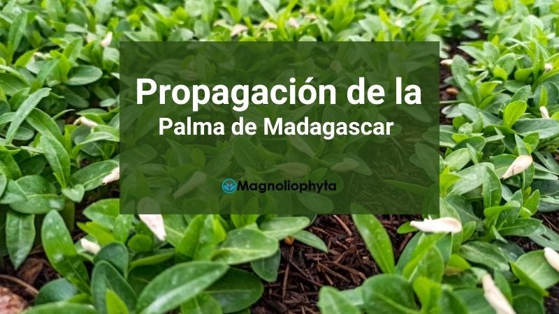 Propagación de la Palma de Madagascar (Pachypodium Lamerei)