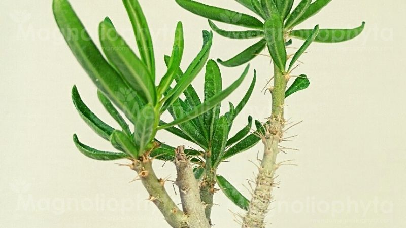 Follaje y espinas del Pachypodium Succulentum - Vivero Magnoliophyta.