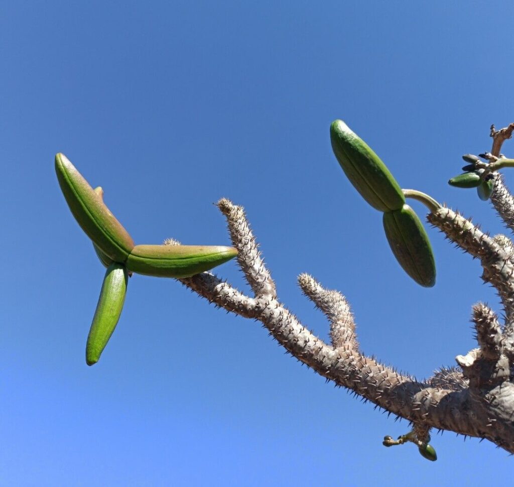 Frutos de una Palmera de Madagascar - vivero magnoliophyta