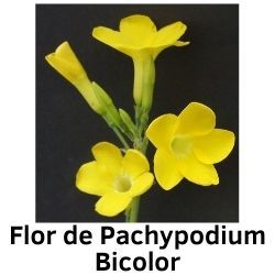 Flor de Pachypodium Bicolor