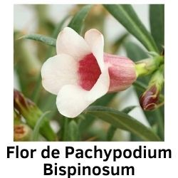 Flor de Pachypodium Bispinosum