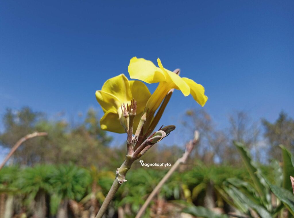 Flor amarilla de Pachypodium Rosulatum - Vivero Magnoliophyta