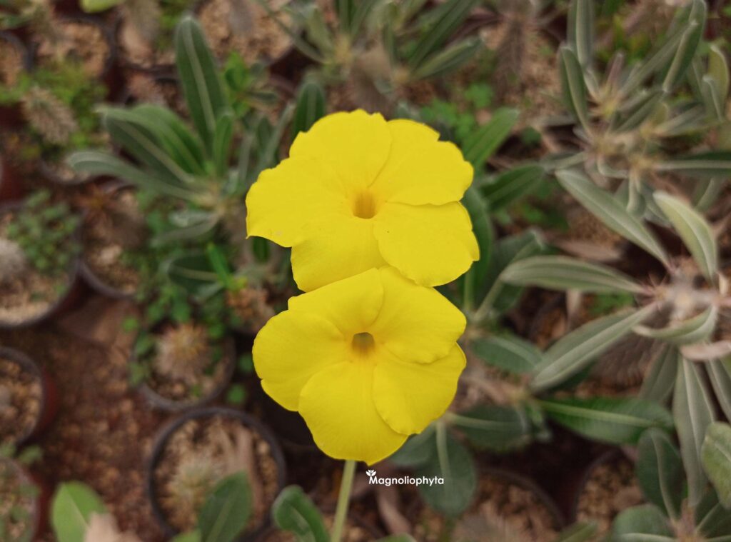 Flores amarillas de Pachypodium Rosulatum - Vivero Magnoliophyta.