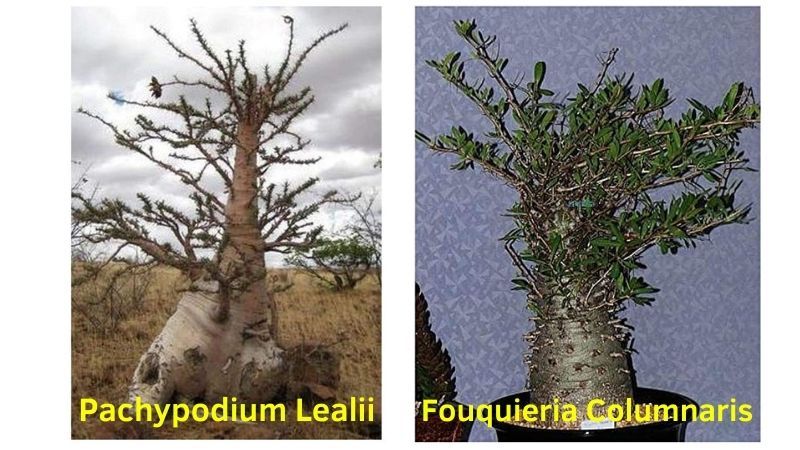 Comparativa de un P. Lealii con una planta Fouquieria Columnaris.