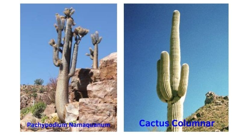 Comparación de un P. Namaquanum con un Cactus Columnar.