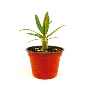 Venta de Pachypodium Rosulatum 3 Pulgadas - Vivero Magnoliophyta