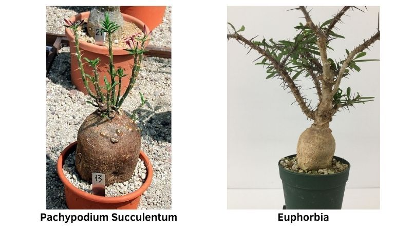 Comparativa de P. Succulentum con una planta de Euphorbia. 