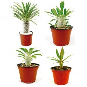 Paquetes de Plantas de Pachypodium - Vivero Magnoliophyta.