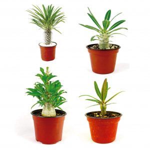 Paquete de Pachypodium diferentes variedades.