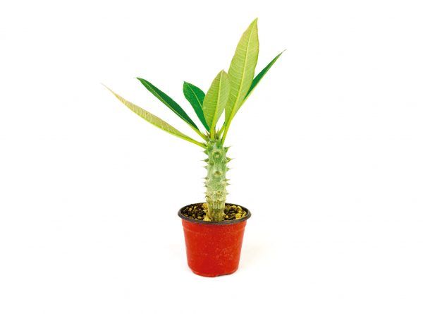 Pachypodium Baronii en Maceta de 4 Pulgadas - Vivero Magnoliophyta