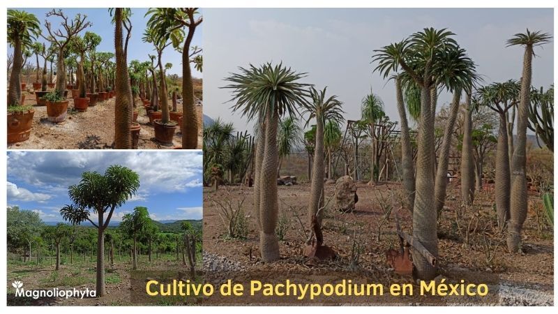 Ejemplo de cultivo de plantas de Pachypodium en América, México.