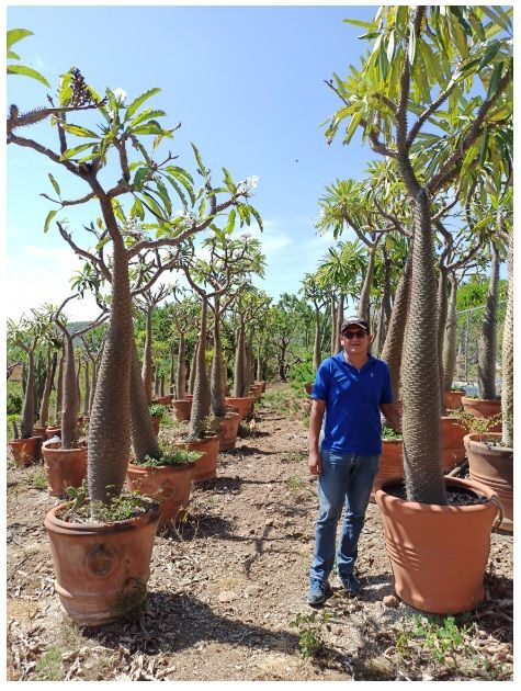 Cuánto crece un Pachypodium Lamerei o Palma de Madagascar.