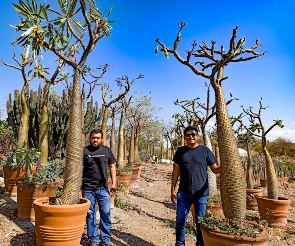 Cuidados de la Palma de Madagascar Adulta - Vivero Magnoliophyta