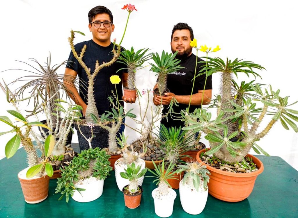 Especies de Pachypodium - Vivero Magnoliophyta